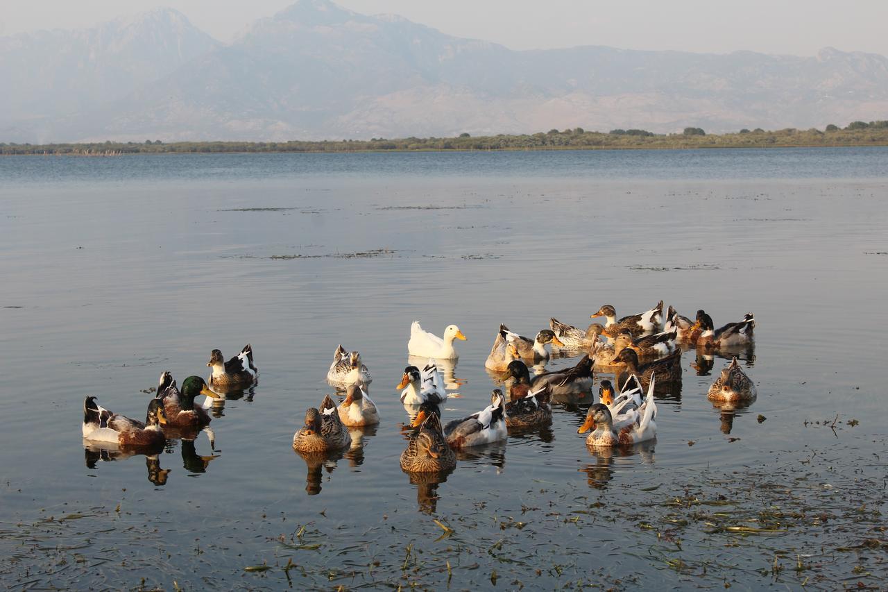 Hotel Shkodra Lake Široka 外观 照片